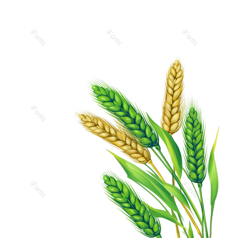 芒种图片,元素元素,麦子PNG,丰收免抠素材